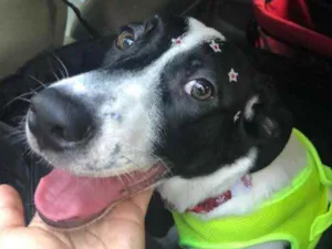 Cachorro raça  idade 7 a 11 meses nome Ákila Filhote