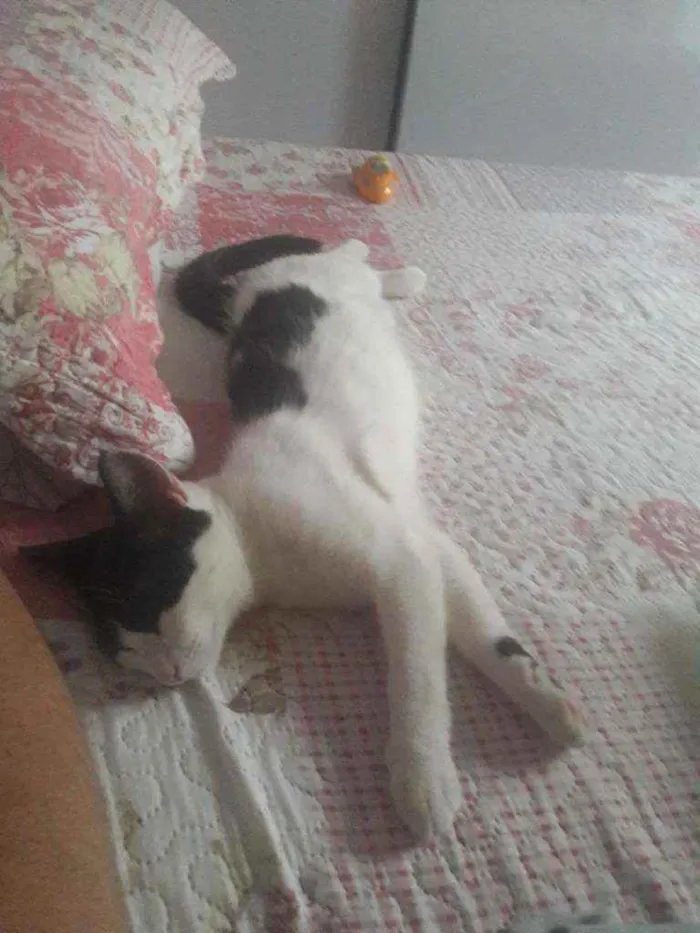 Gato ra a Indefinida idade 1 ano nome Júnior e pequena