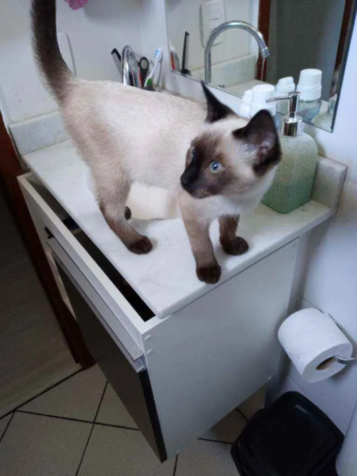 Gato ra a  idade 2 a 6 meses nome COLIN