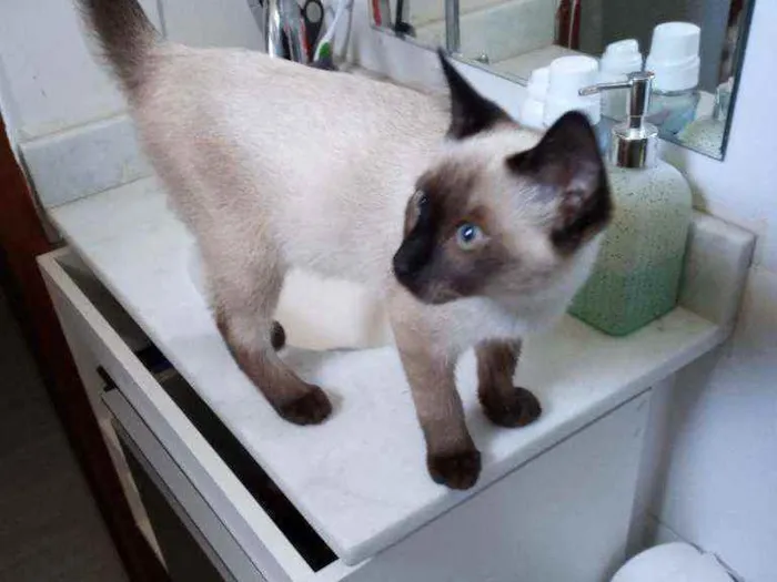 Gato ra a  idade 2 a 6 meses nome COLIN