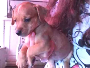Cachorro raça SRD idade 2 a 6 meses nome Pool