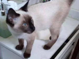 Gato raça  idade 2 a 6 meses nome COLIN