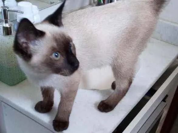 Gato ra a  idade 2 a 6 meses nome COLIN