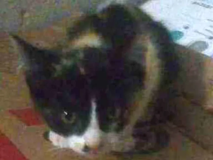 Gato ra a .... idade 2 a 6 meses nome ....