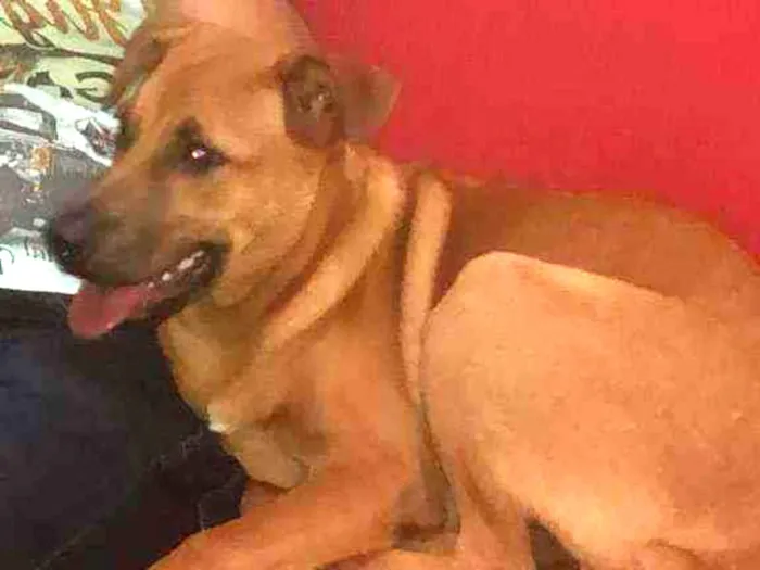Cachorro raça Vira - lata  idade 2 a 6 meses nome Scoty