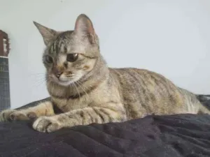 Gato raça Sem raça definida  idade 1 ano nome Nina