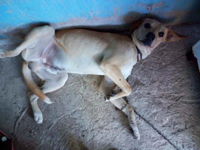 Cachorro ra a Sem raça idade 7 a 11 meses nome Jack