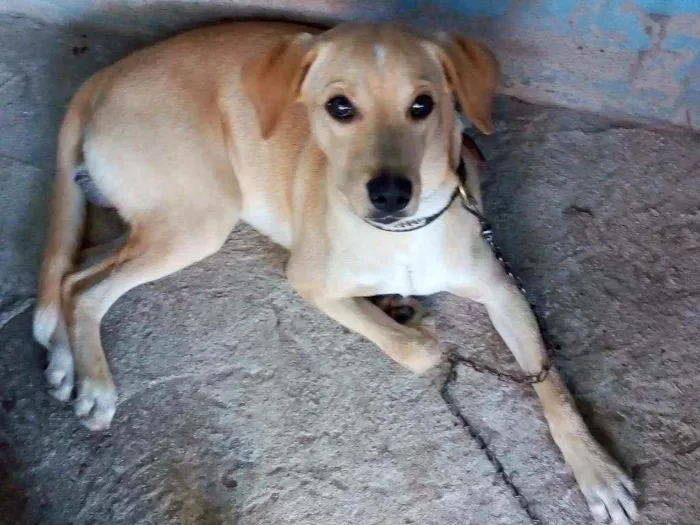 Cachorro ra a Sem raça idade 7 a 11 meses nome Jack