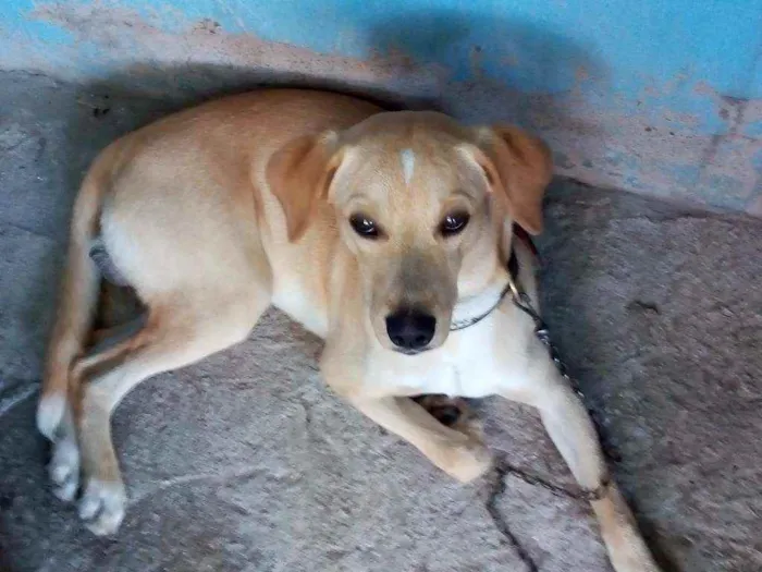 Cachorro ra a Sem raça idade 7 a 11 meses nome Jack