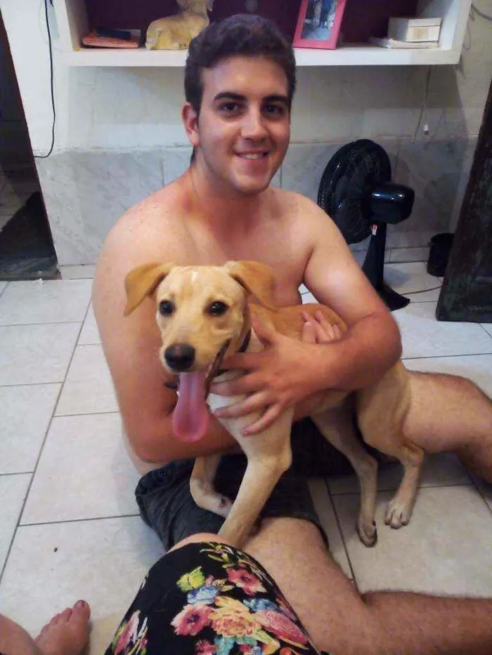 Cachorro ra a Sem raça idade 7 a 11 meses nome Jack
