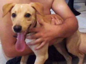 Cachorro raça Sem raça idade 7 a 11 meses nome Jack