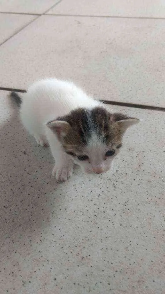 Gato ra a Sem definição idade Abaixo de 2 meses nome Não tem