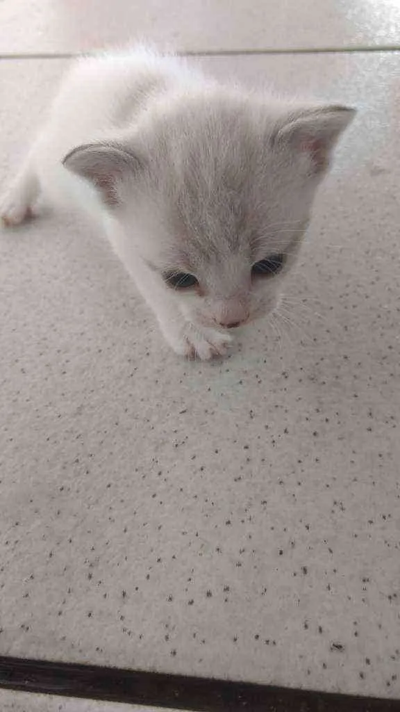 Gato ra a Sem definição idade Abaixo de 2 meses nome Não tem