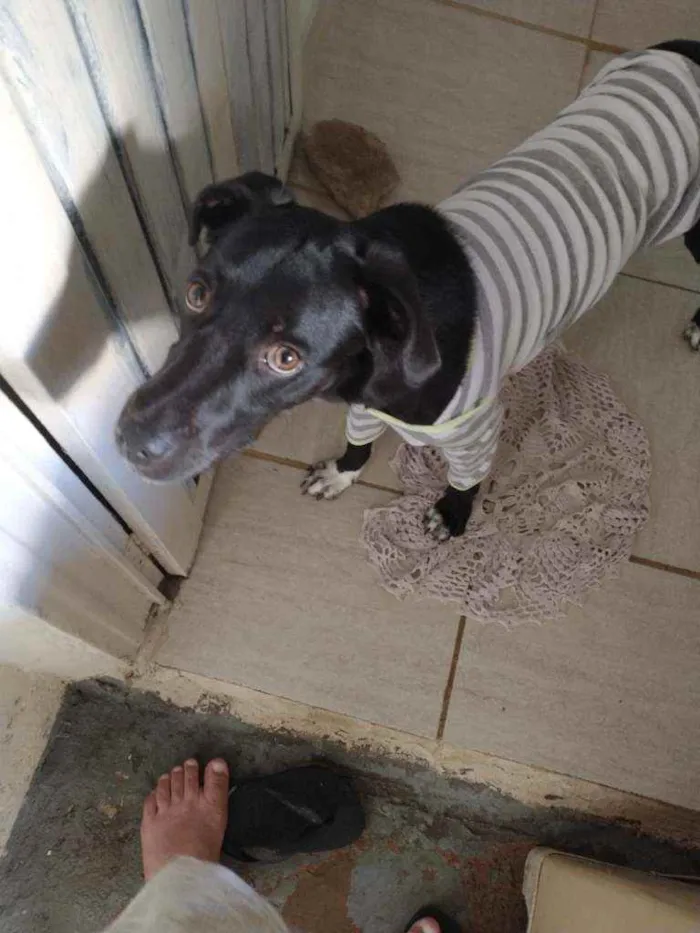 Cachorro raça Vira lata idade 7 a 11 meses nome Rocky