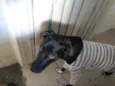 Rocky