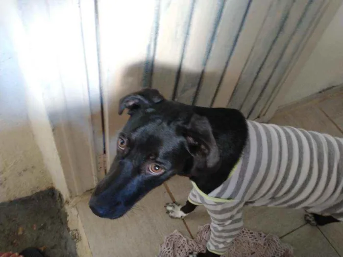 Cachorro raça Vira lata idade 7 a 11 meses nome Rocky