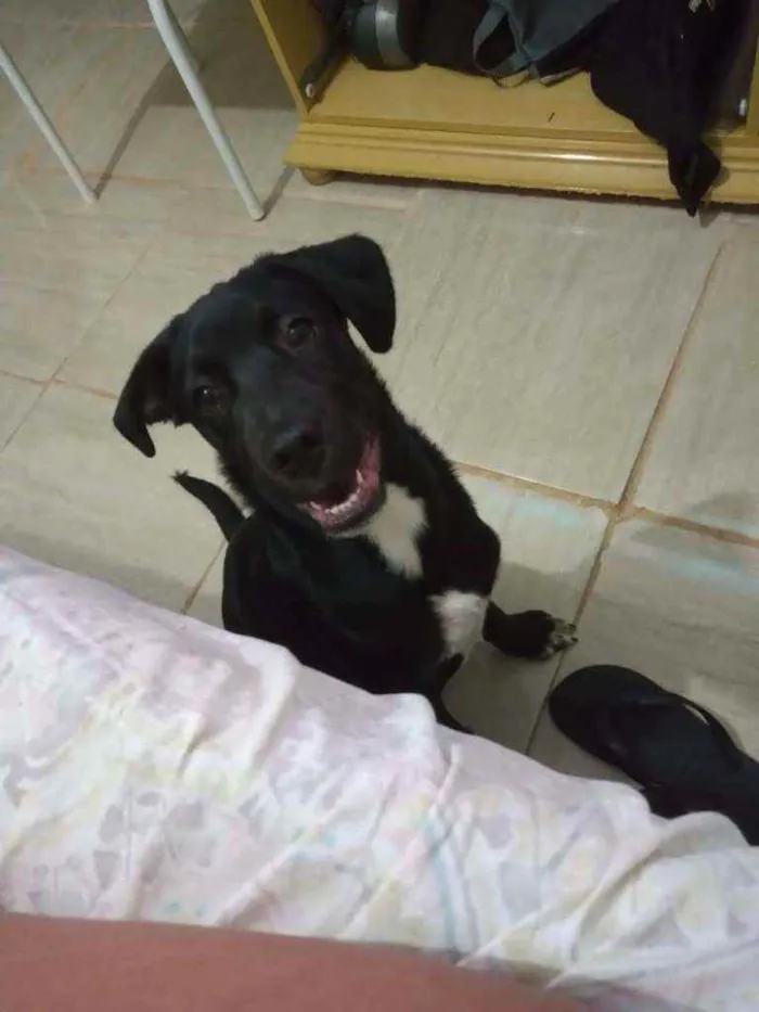 Cachorro raça Vira lata idade 7 a 11 meses nome Rocky