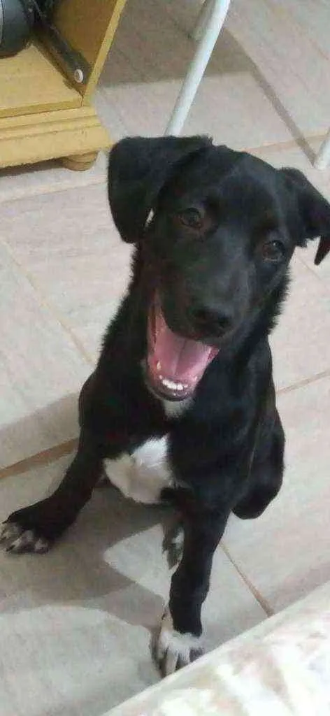 Cachorro raça Vira lata idade 7 a 11 meses nome Rocky