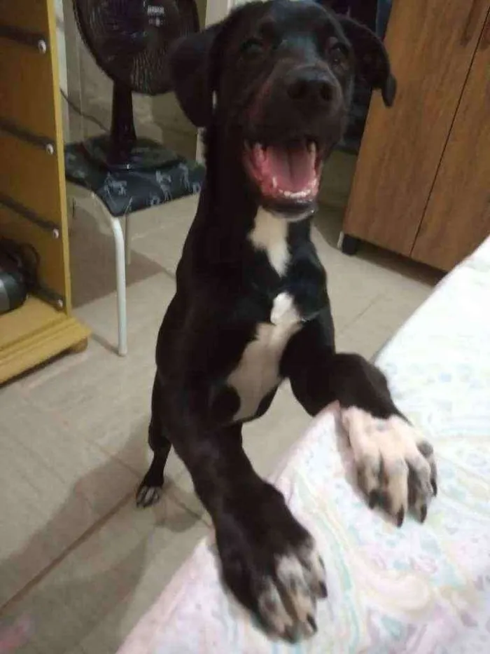 Cachorro raça Vira lata idade 7 a 11 meses nome Rocky