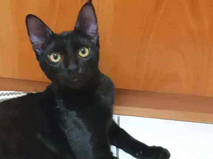Gato ra a SRD idade 2 a 6 meses nome Zulú