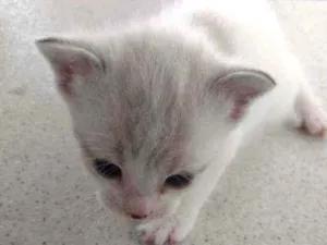 Gato raça Sem definição idade Abaixo de 2 meses nome Não tem