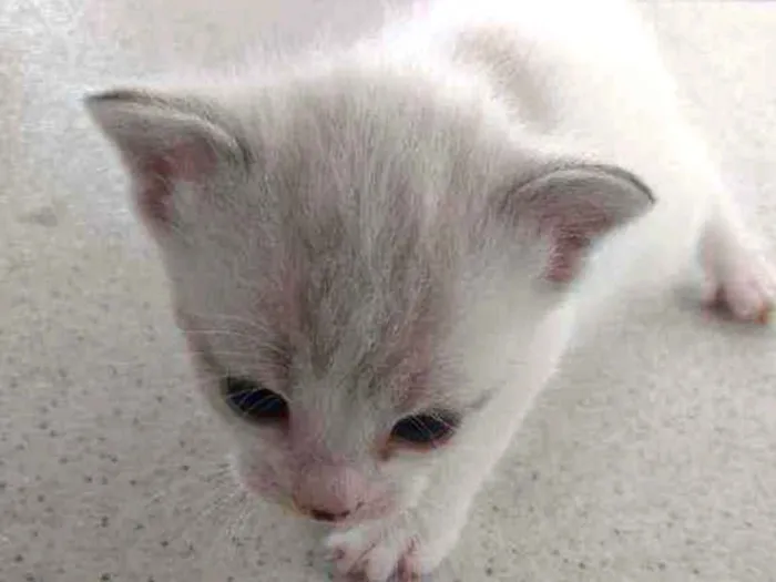 Gato ra a Sem definição idade Abaixo de 2 meses nome Não tem