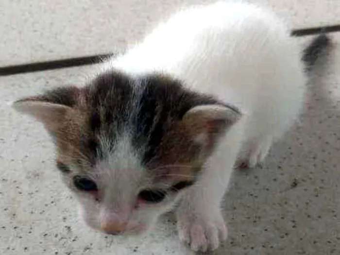 Gato ra a Sem definição idade Abaixo de 2 meses nome Não tem
