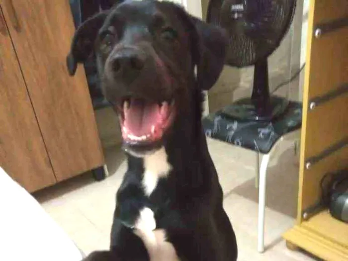 Cachorro raça Vira lata idade 7 a 11 meses nome Rocky