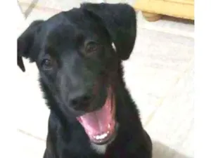 Cachorro raça Vira lata idade 7 a 11 meses nome Rocky