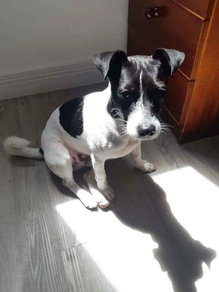 Cachorro ra a Mistura com Jack Russel idade 2 anos nome Jack