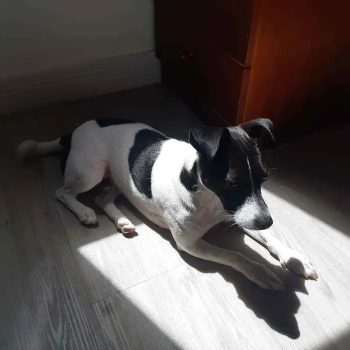 Cachorro ra a Mistura com Jack Russel idade 2 anos nome Jack