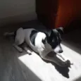 Jack