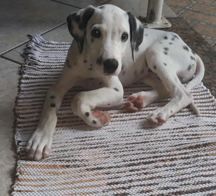 Cachorro raça Dálmata idade 2 a 6 meses nome Boomer