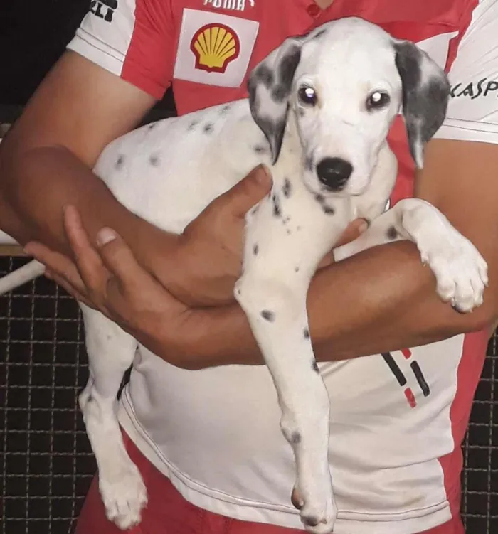 Cachorro raça Dálmata idade 2 a 6 meses nome Boomer