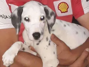 Cachorro raça Dálmata idade 2 a 6 meses nome Boomer