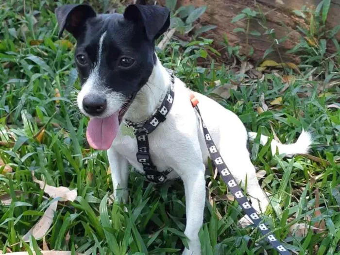 Cachorro ra a Mistura com Jack Russel idade 2 anos nome Jack