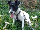 Cachorro raça Mistura com Jack Russel idade 2 anos nome Jack