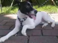 Jack