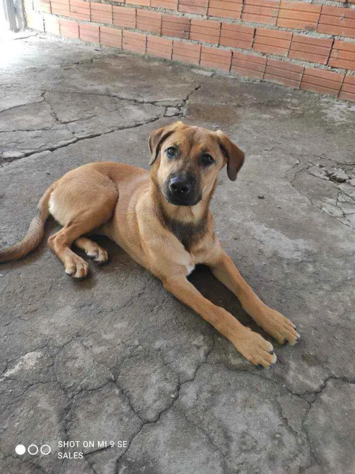 Cachorro raça Virá lata mistiça idade 2 a 6 meses nome Zoy