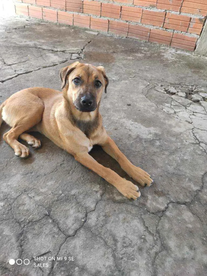 Cachorro raça Virá lata mistiça idade 2 a 6 meses nome Zoy
