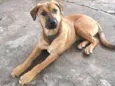 Cachorro raça Virá lata mistiça idade 2 a 6 meses nome Zoy