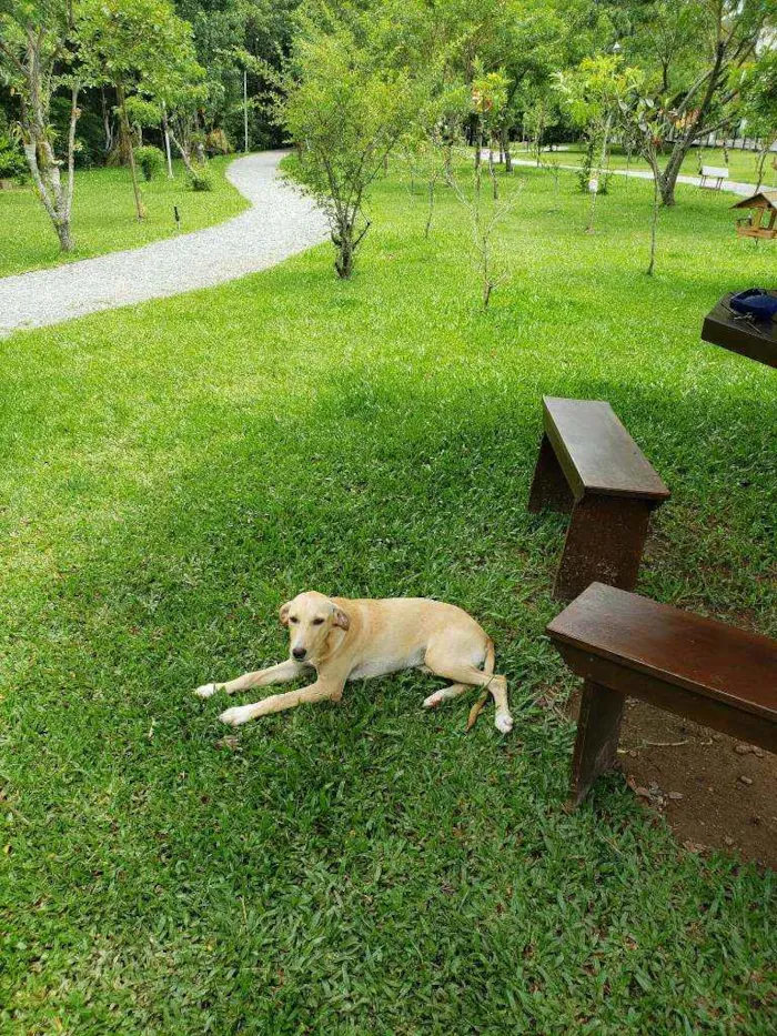 Cachorro ra a SRD idade 7 a 11 meses nome Desconhecido 