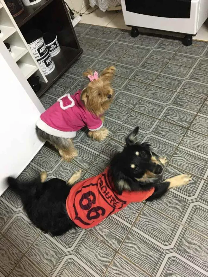 Cachorro ra a Indefinida  idade Abaixo de 2 meses nome Bento 