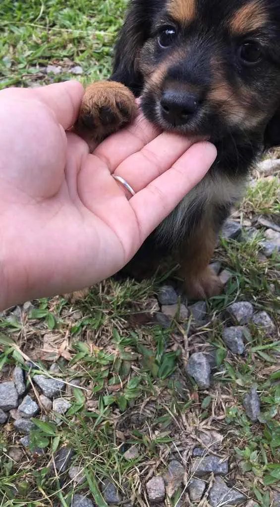 Cachorro ra a Indefinida  idade Abaixo de 2 meses nome Bento 