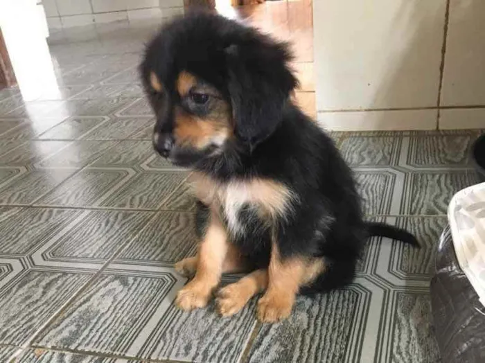 Cachorro ra a Indefinida  idade Abaixo de 2 meses nome Bento 