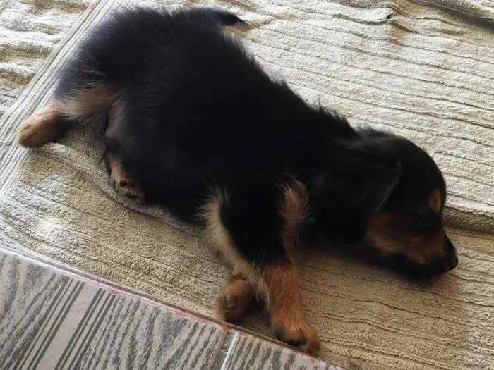 Cachorro ra a Indefinida  idade Abaixo de 2 meses nome Bento 