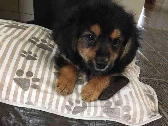 Cachorro ra a Indefinida  idade Abaixo de 2 meses nome Bento 