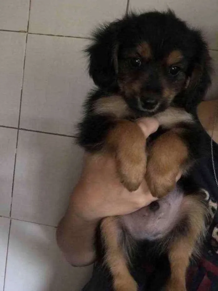 Cachorro ra a Indefinida  idade Abaixo de 2 meses nome Bento 