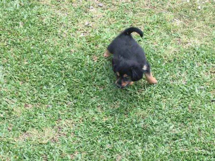 Cachorro ra a Indefinida  idade Abaixo de 2 meses nome Bento 