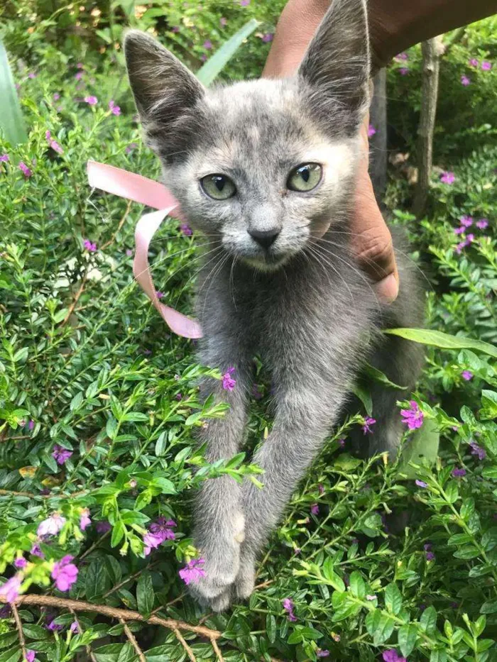 Gato ra a Não definida idade 2 a 6 meses nome Aretha